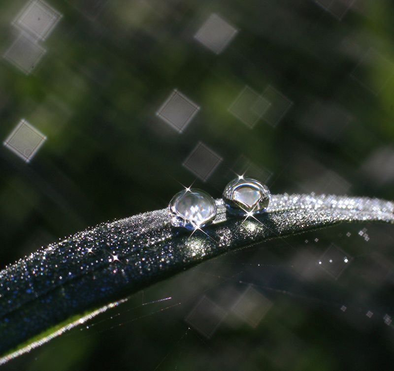 роса ***photo preview