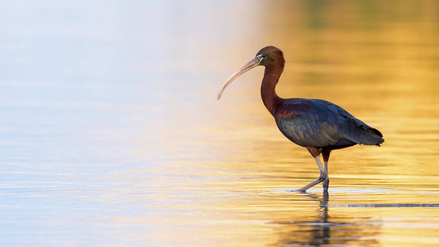 Каравайка. Автор: Александр Иванов каравайка,птицы,птица,природа,животные,дикие птицы,фотоохота, Александр Иванов
