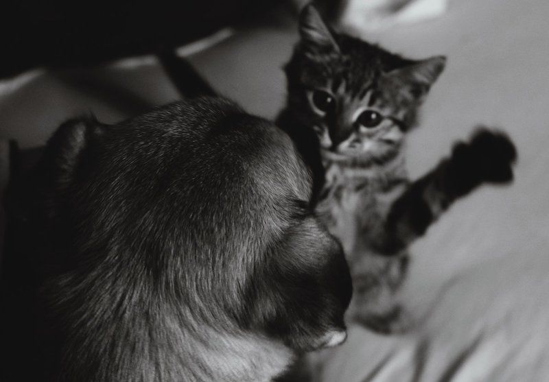 Кот и Пес =)photo preview