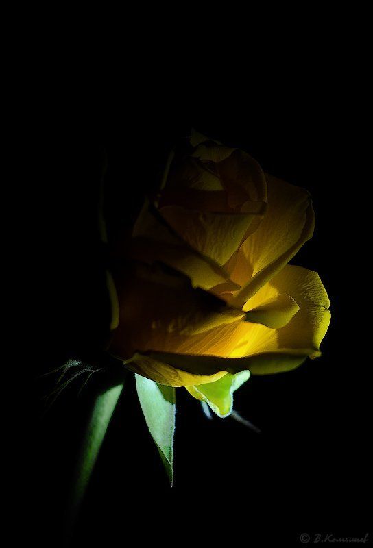 роза, цветы, природа, И это всё о ней... фото превью