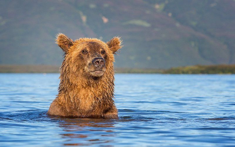 Камчатка, медведи Портрет медведицыphoto preview