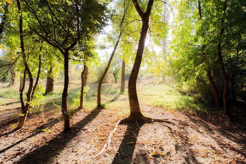 крым, лес, солнце, тени, лето Утроphoto preview