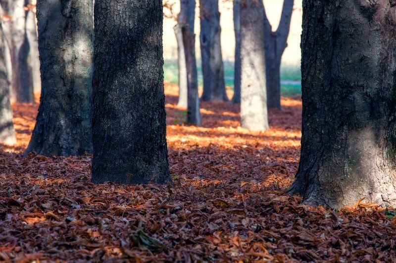 Красное одеялоphoto preview