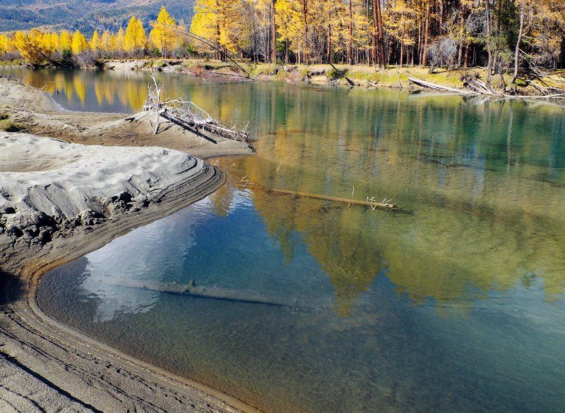горная река, джазатор, вода, дно реки, затонувшие брёвна, коряги, лиственницы, отражения, горы, горный алтай Pro загадочные воды Джазатораphoto preview