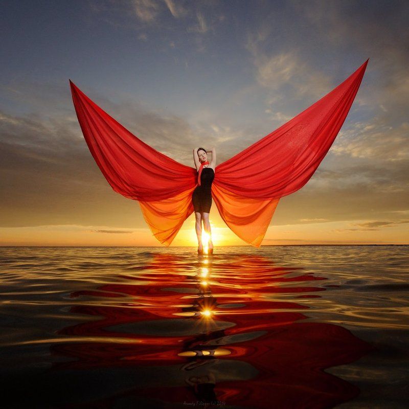 Sunset butterflyphoto preview