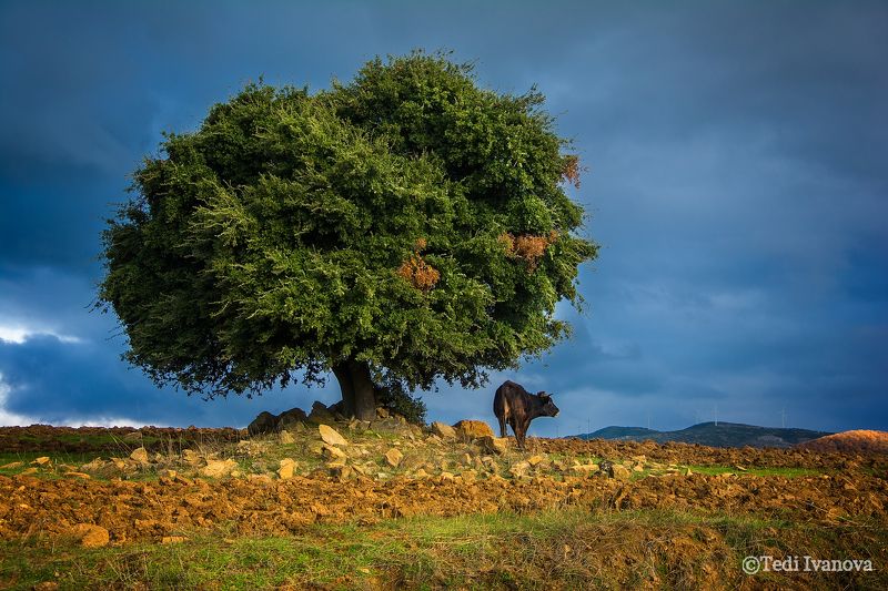 landscape, nature In the roadphoto preview