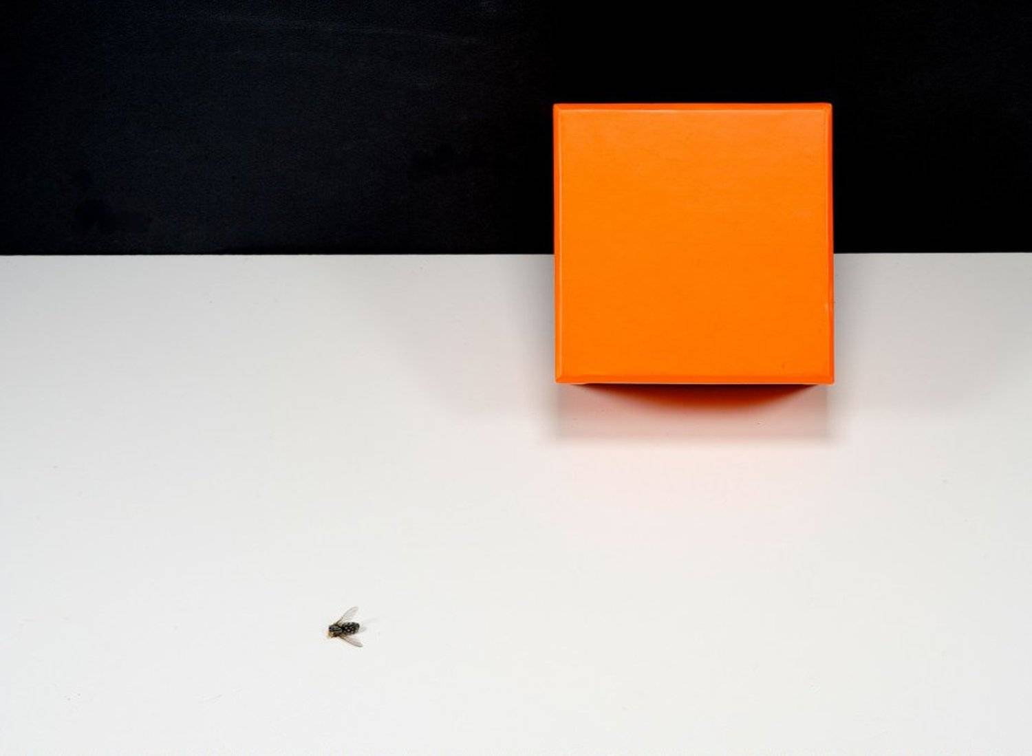 формула ломброзо, натюрморт, still life, Air Walk