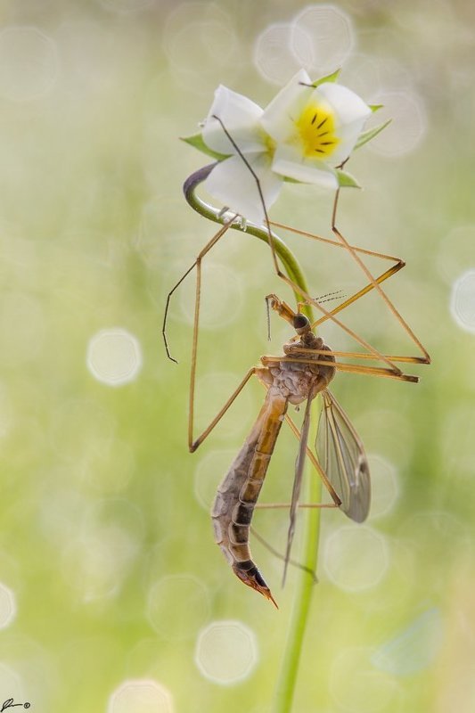 macro, makro, insect, wildlife, nature, Tipula oleraceaphoto preview