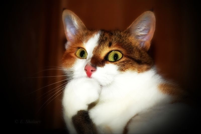 кот,кошка Пробы на роль....photo preview