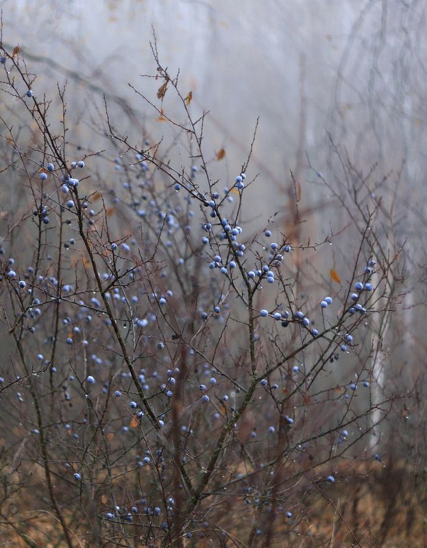 осень, тёрн Тёрн )photo preview