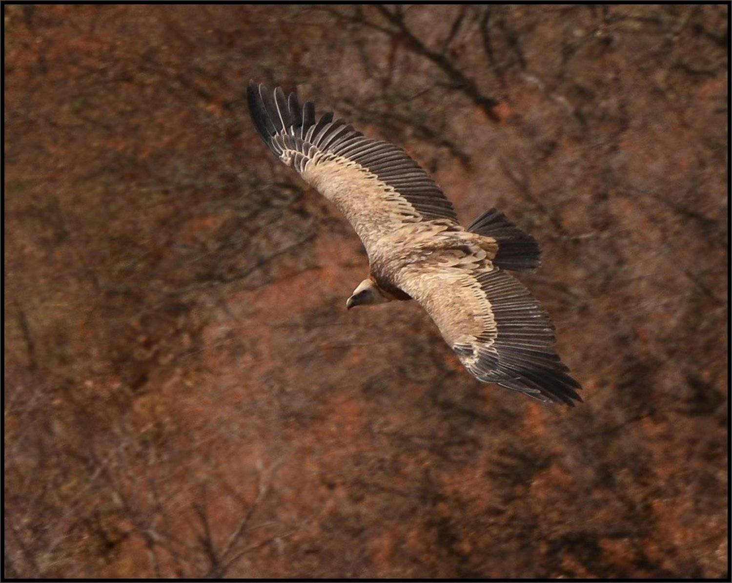 , Владимир Метцгер