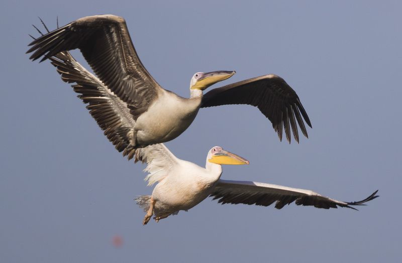 birds israel pelicans twinsphoto preview