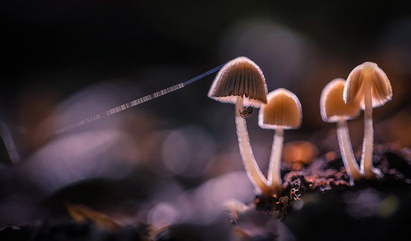 Фонарщикphoto preview