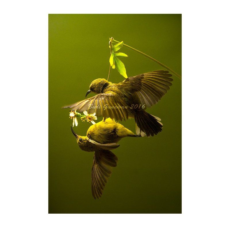 bird, couple, aves couplephoto preview