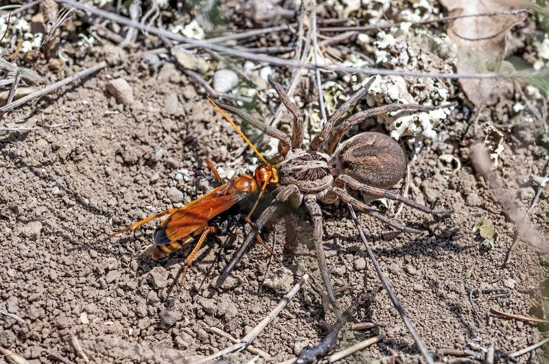 оса, тарантул Опасный промысел фото превью