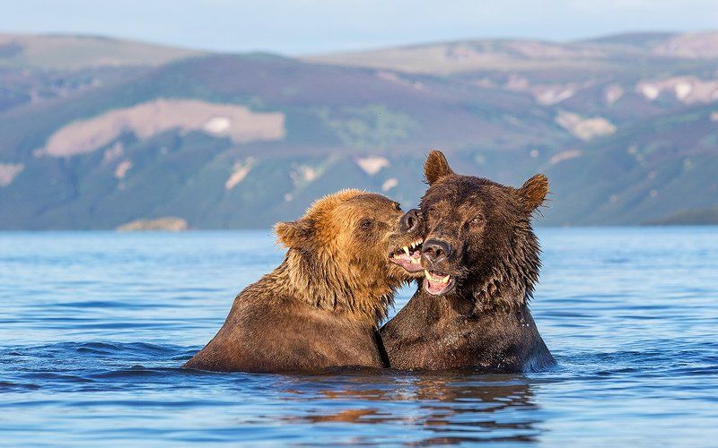 Камчатка, медведи Поцелуйphoto preview