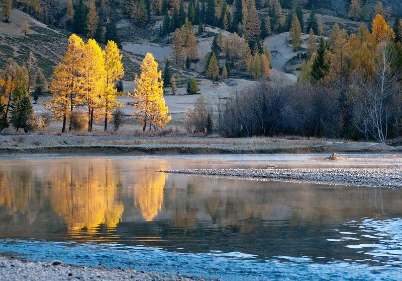 горная река, джазатор, вода, течение,  лиственницы, отражения, горы, горный алтай Золотой диптихphoto preview