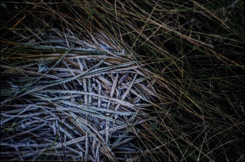 Зима, Иней, Листья, Природа Мороз по кожеphoto preview