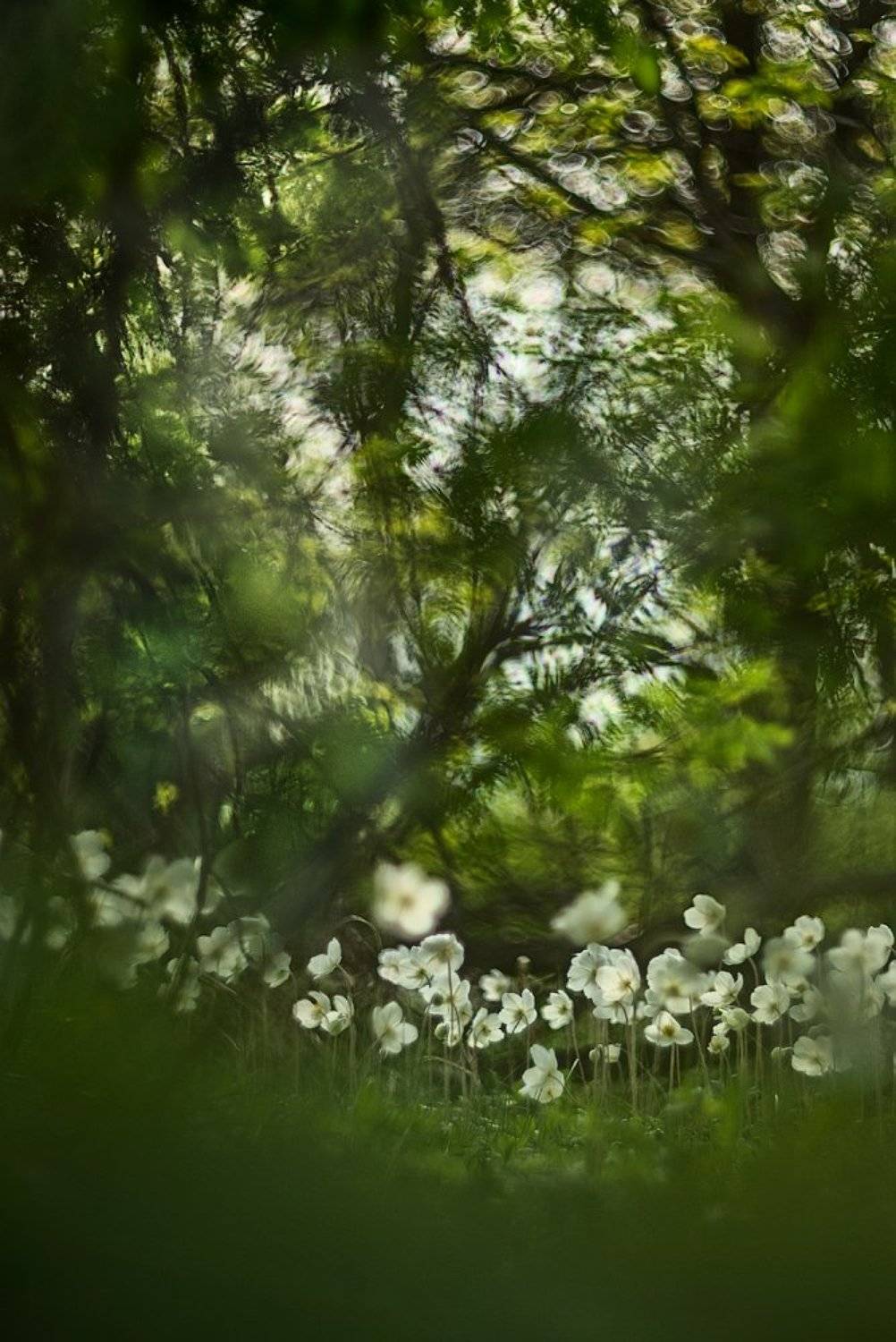 ***. Автор: Evgeny Melnikov , Evgeny Melnikov