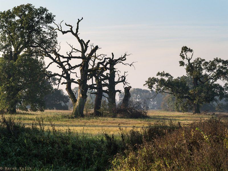 Rogalin Rogalinphoto preview