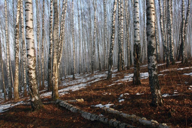 весна Русский лес )photo preview