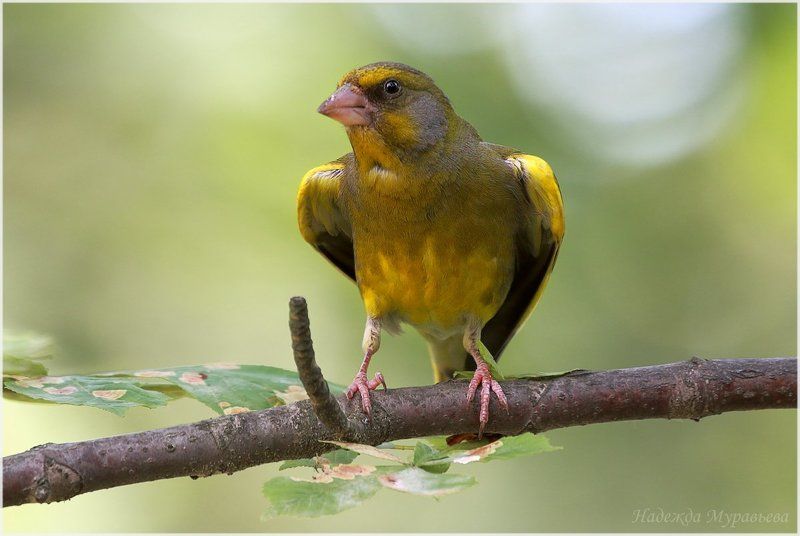 carduelis chloris, зеленушка Почти орёлphoto preview