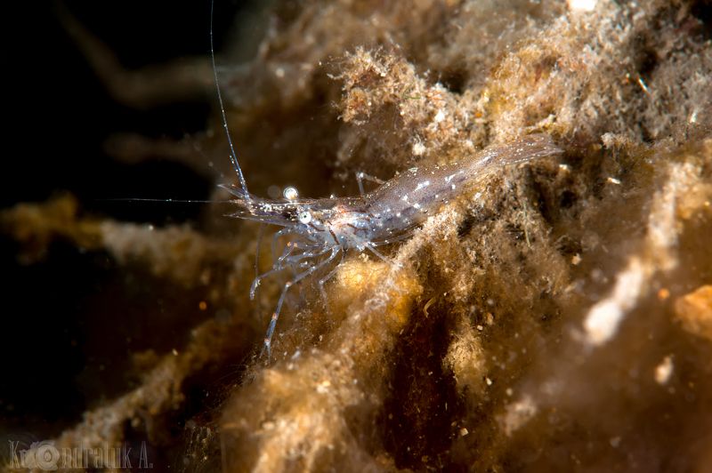 креветка, дайвинг, подводная фотография, макро Я тебя насквозь вижу!  фото превью