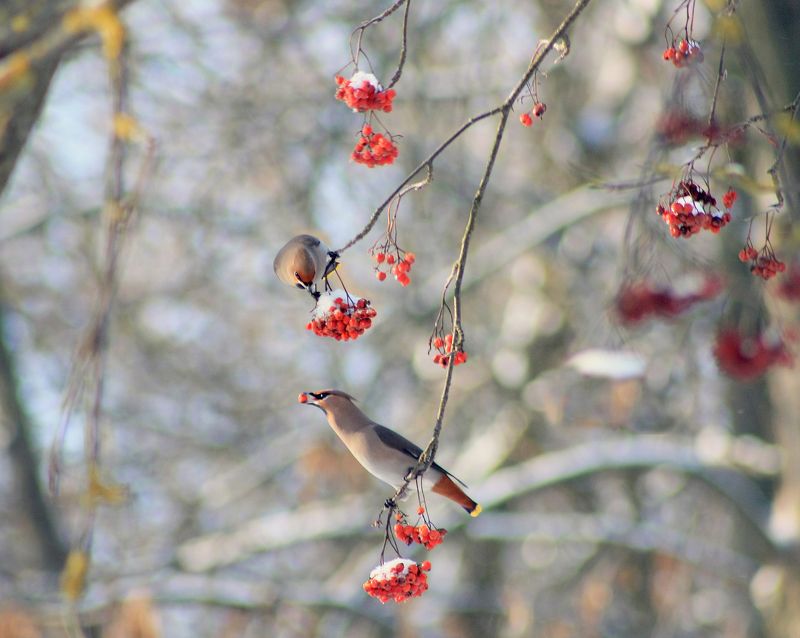 зима , птицы. Свиристель)photo preview