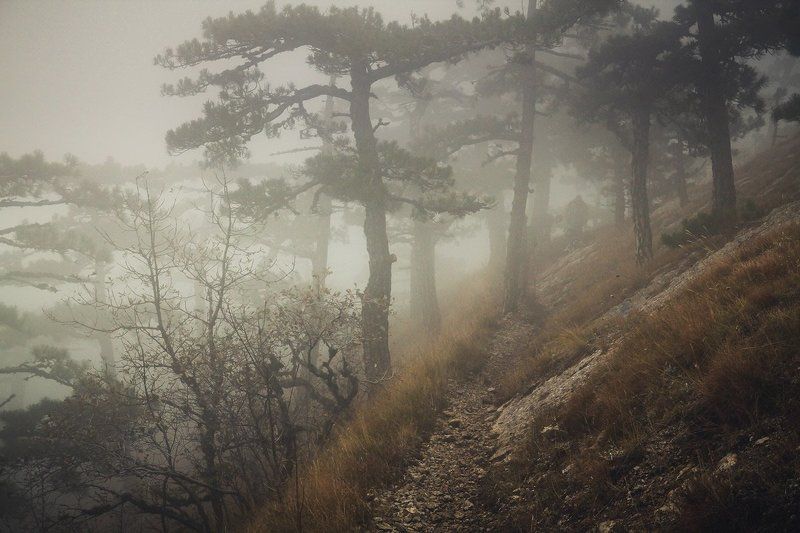 крым, горы, туман, мистика, облако, яйла, ай-петри, лес Горный лесphoto preview