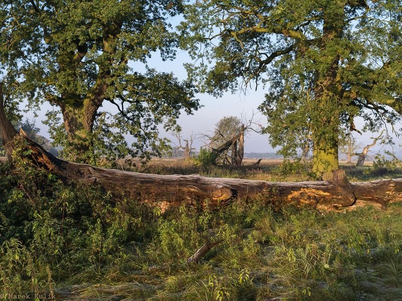 Rogalin Rogalin photo preview