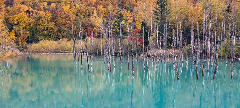 япония Осень на Голубом прудуphoto preview