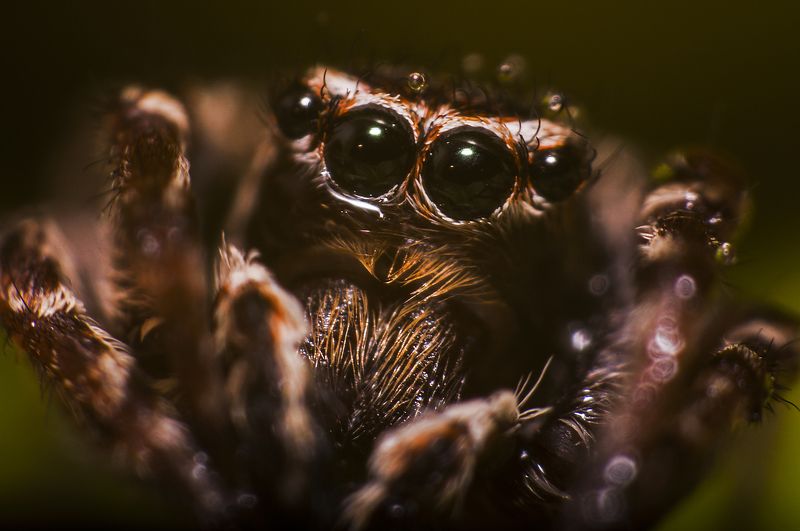 природа, паук, макро, глаза, паук-скакун, портрет, животные, лето, хищник, август, nikon, взгляд Во все глазаphoto preview