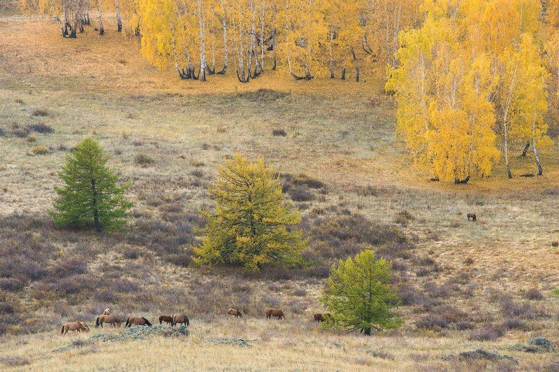 башкирия, лошади, осень, березы, лиственницы, урал photo preview