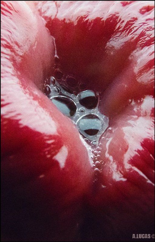 RedShell © фото превью