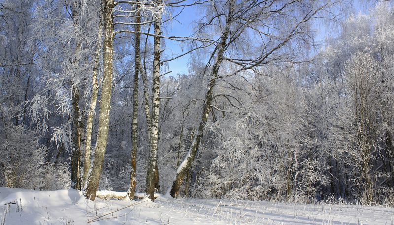 зима Русский лес )photo preview