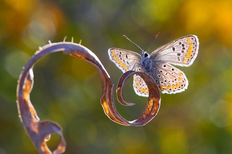 nature animal butterfly macro canon autumn  lightsphoto preview