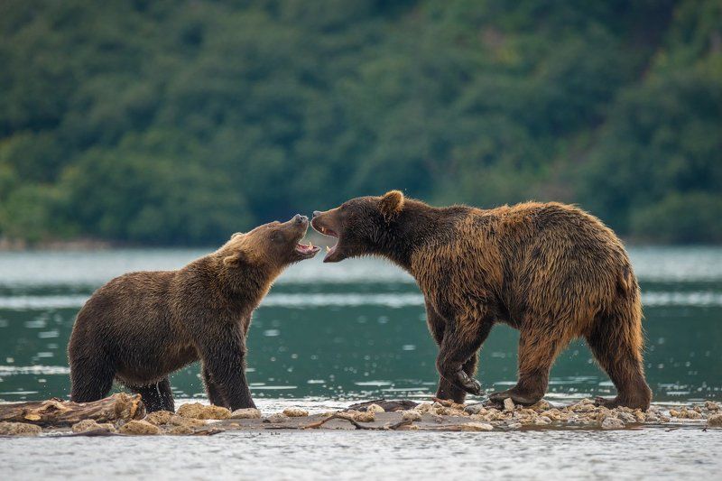 Камчатка, Курильское озеро, Медведи Выяснения отношений...photo preview