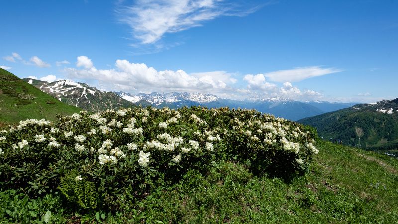 рододендрон Холодный полдень фото превью