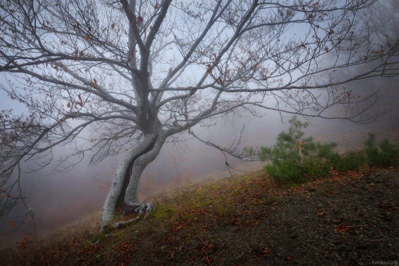 крым лес Красоты крымского лесаphoto preview