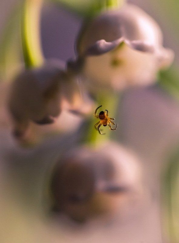 Звонарьphoto preview