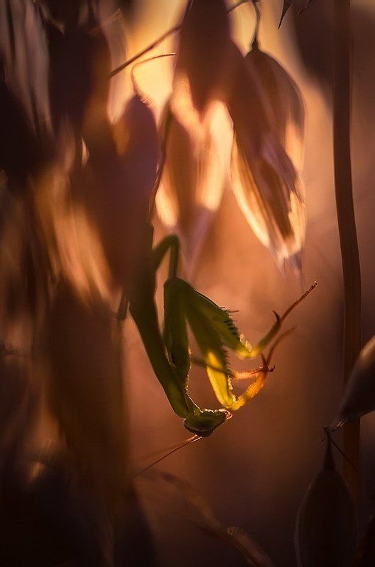 Застывший во времениphoto preview