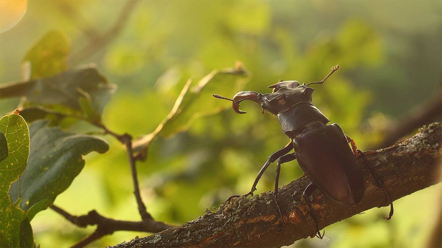 Пора.........!. Автор: Роман Рысь , Роман Рысь