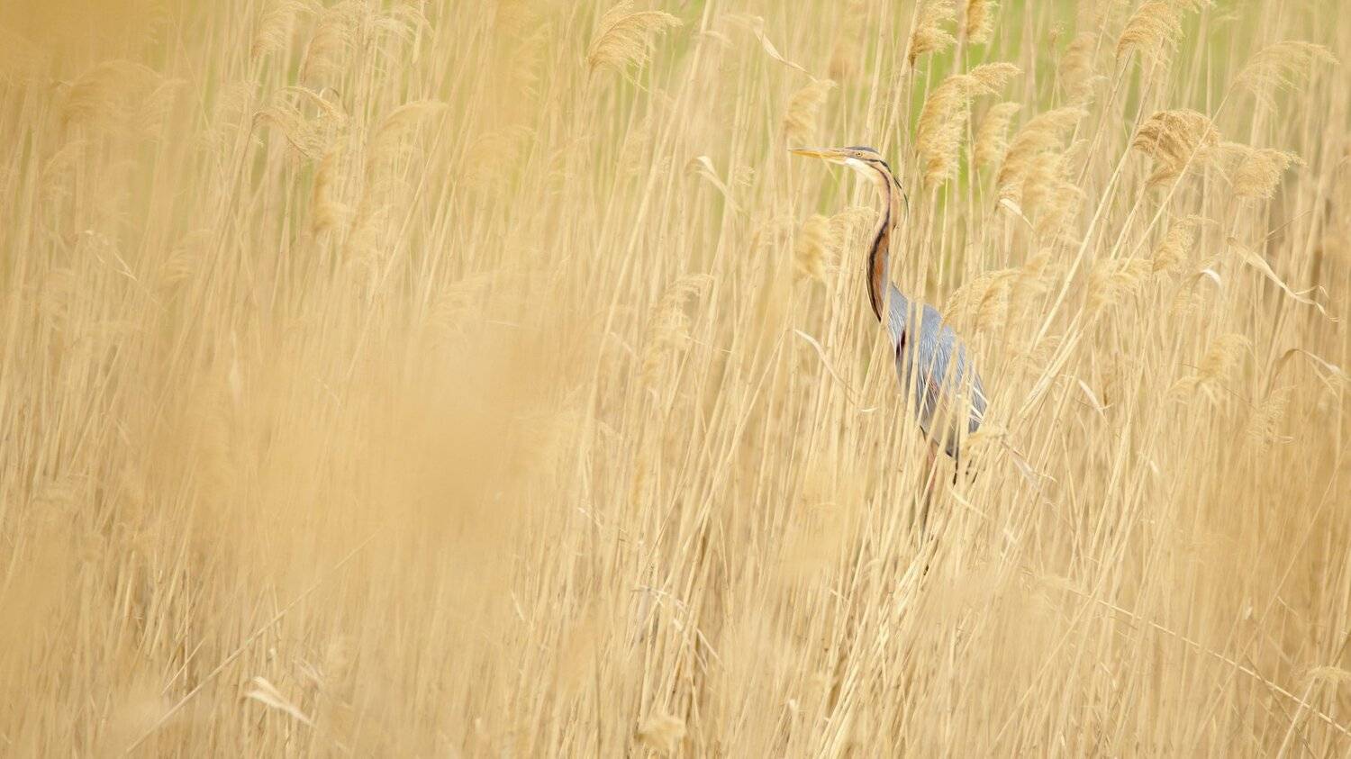 Я - тростник, и он меня не видит. Автор: Александр Иванов птицы,птица,животные,фотоохота,цапля,рыжая цапля,дикие птицы, Александр Иванов