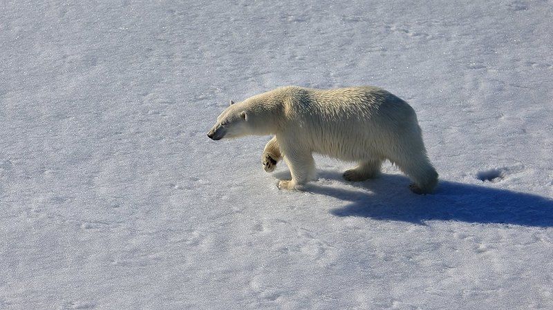 фотографандреевандрей, северныйполюс, northpole, арктика, arctic, ice, снег, лёд, круиз, expiditions, travel, белыймедведь, медведь, polarbear, животное, natgeowild photo preview
