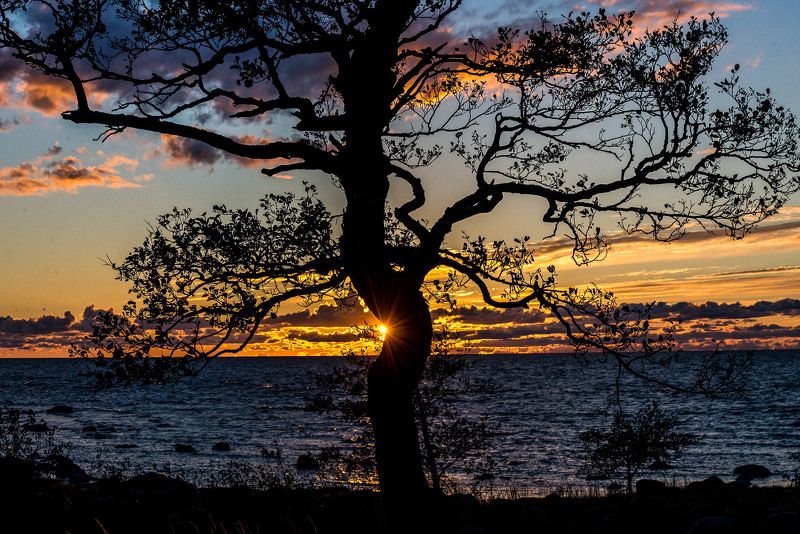 Силуэт photo preview