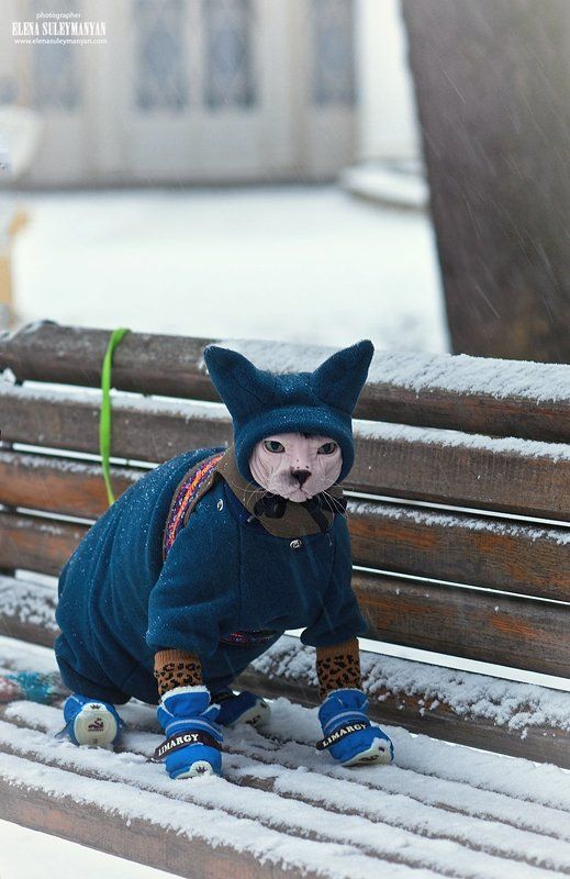 Любитель зимних прогулок))photo preview