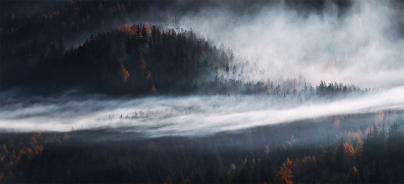 In The Heart Of The Forest....photo preview