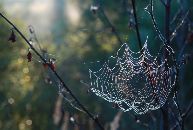 утро , роса , паутинка Паутинки )photo preview