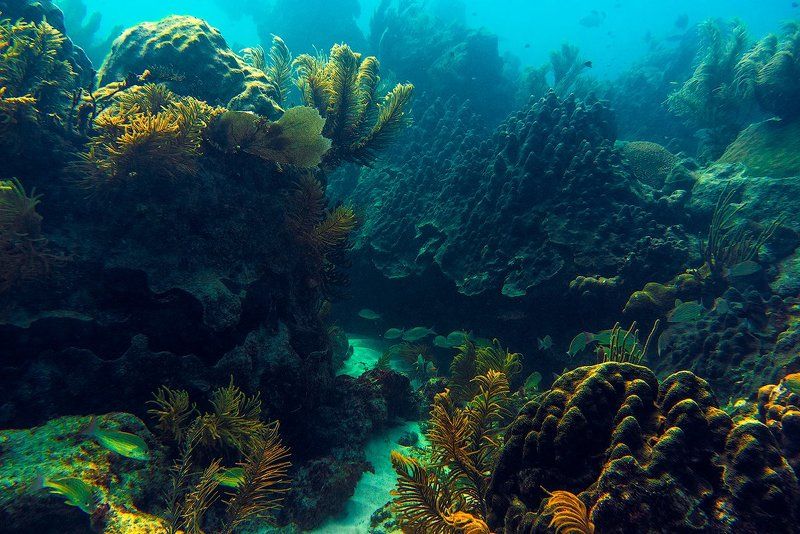 сказочный подводный лесphoto preview