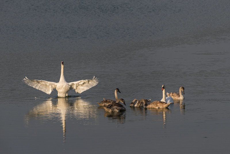 Семья лебедей-шипуновphoto preview